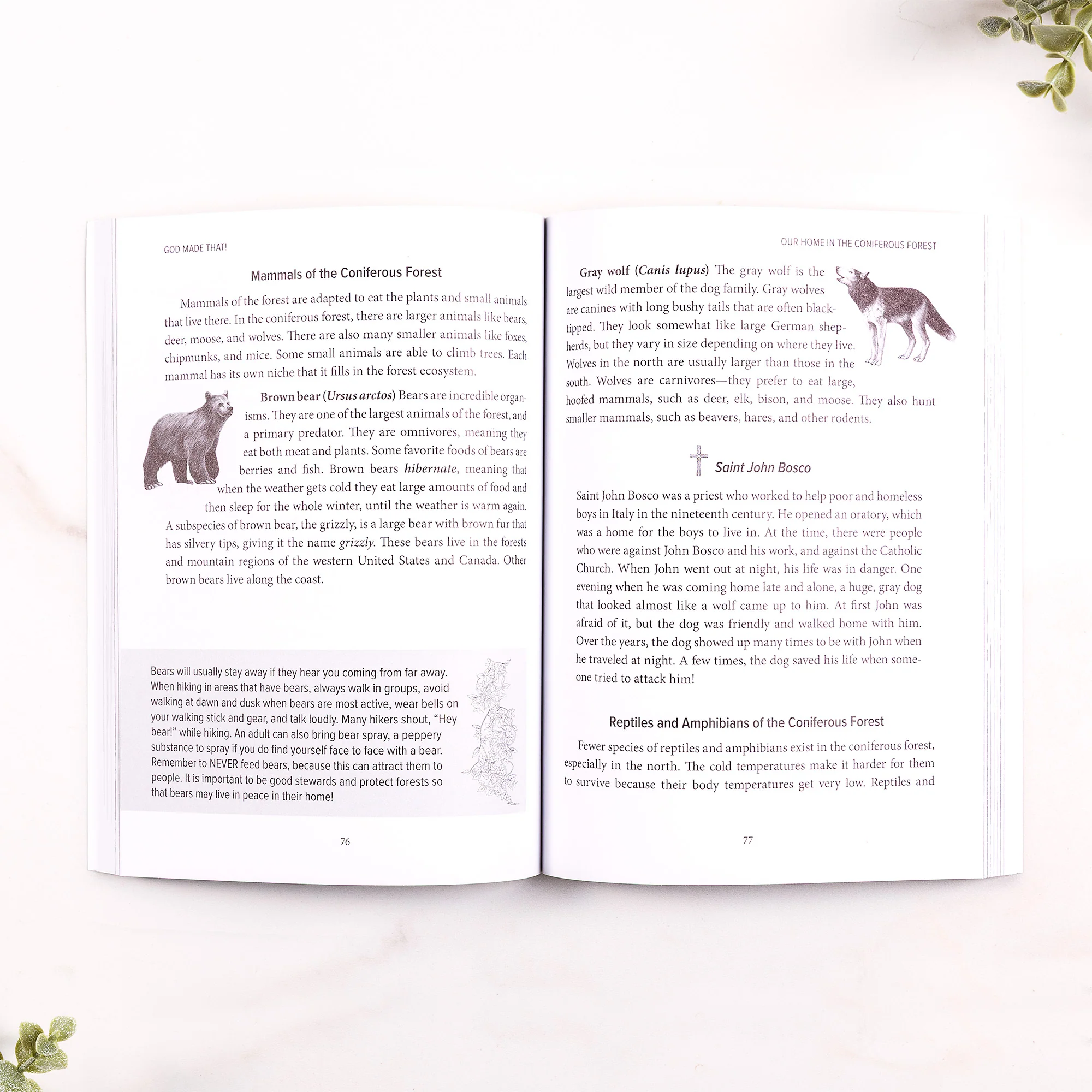 God Made That! Catholic Nature Field Guide - Image 2